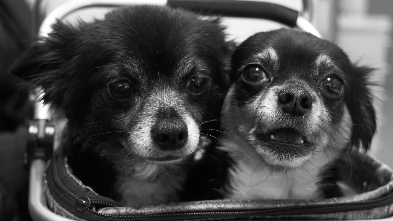 Reguliarių šuns vizitų pas veterinarą svarba ir būtiniausios procedūros